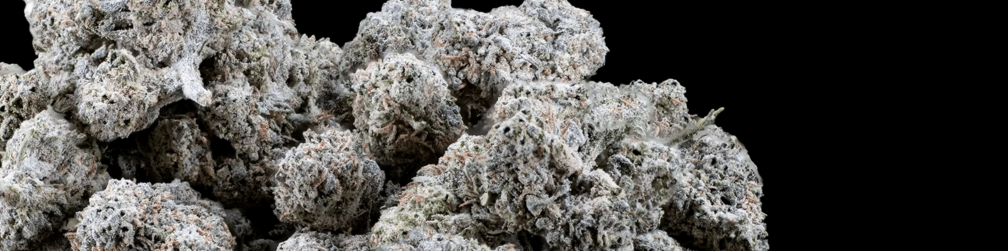 Small cannabis buds (“popcorn buds”) clustered together with visible orange hairs.