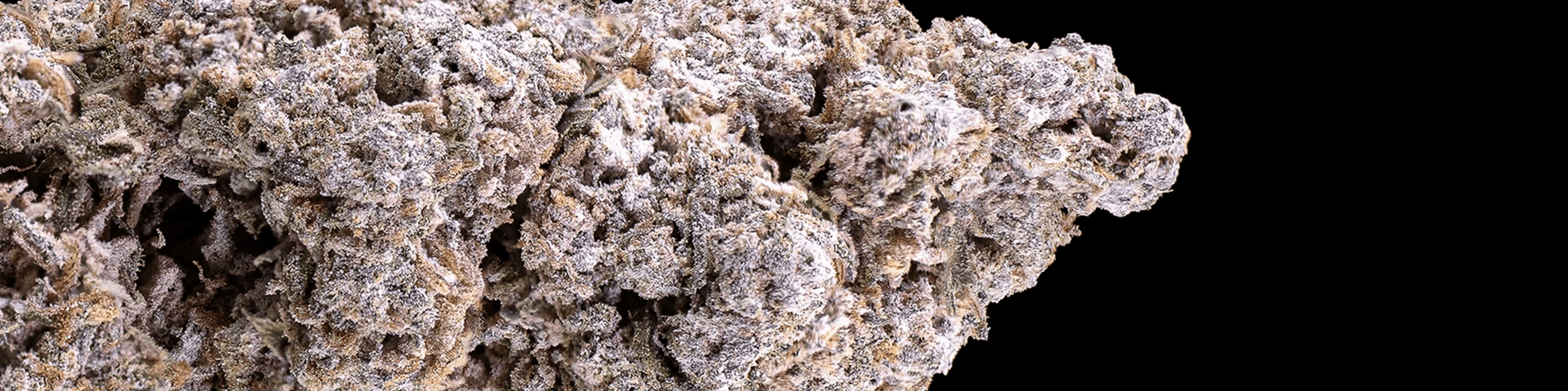 Large, dense cannabis buds with thick trichomes and a slightly frosty appearance.