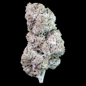 Jack Herer - 25% THCA