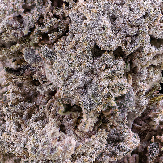 Close-up of La Runtz 25% THCA bud with vibrant pistils and frosty crystalline texture