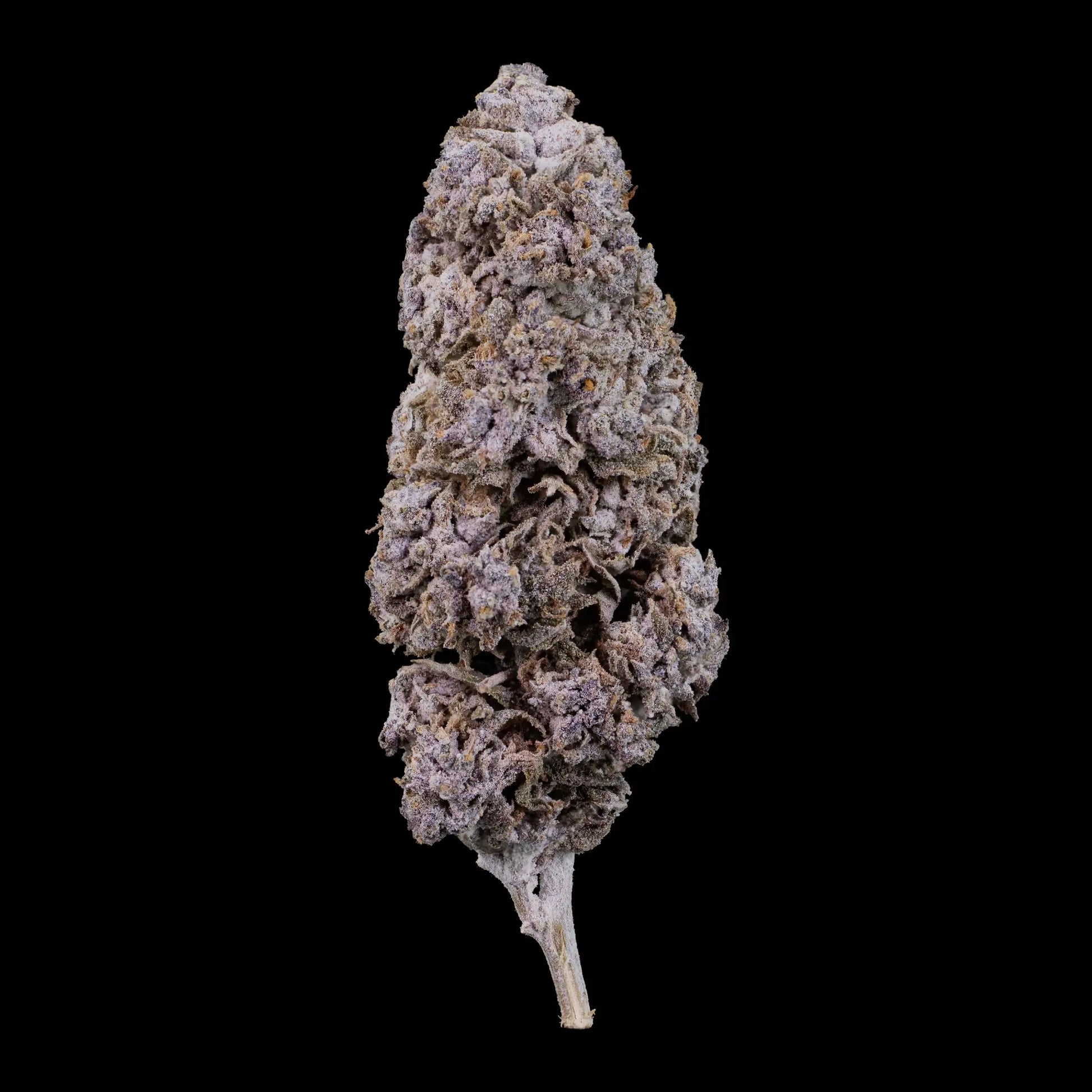 Purple Haze THCA flower with dense purple buds and heavy trichome coverage