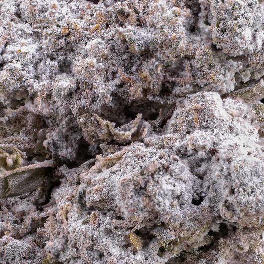 Tiger King - 24% THCA