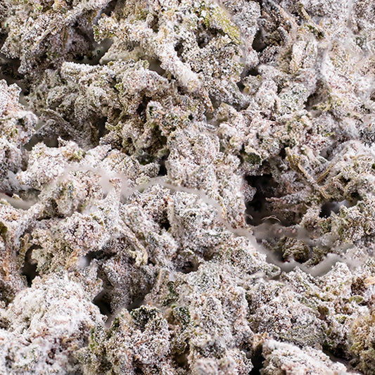 Close-up of Bruce Banner THCA popcorn flower showing compact resin-rich texture