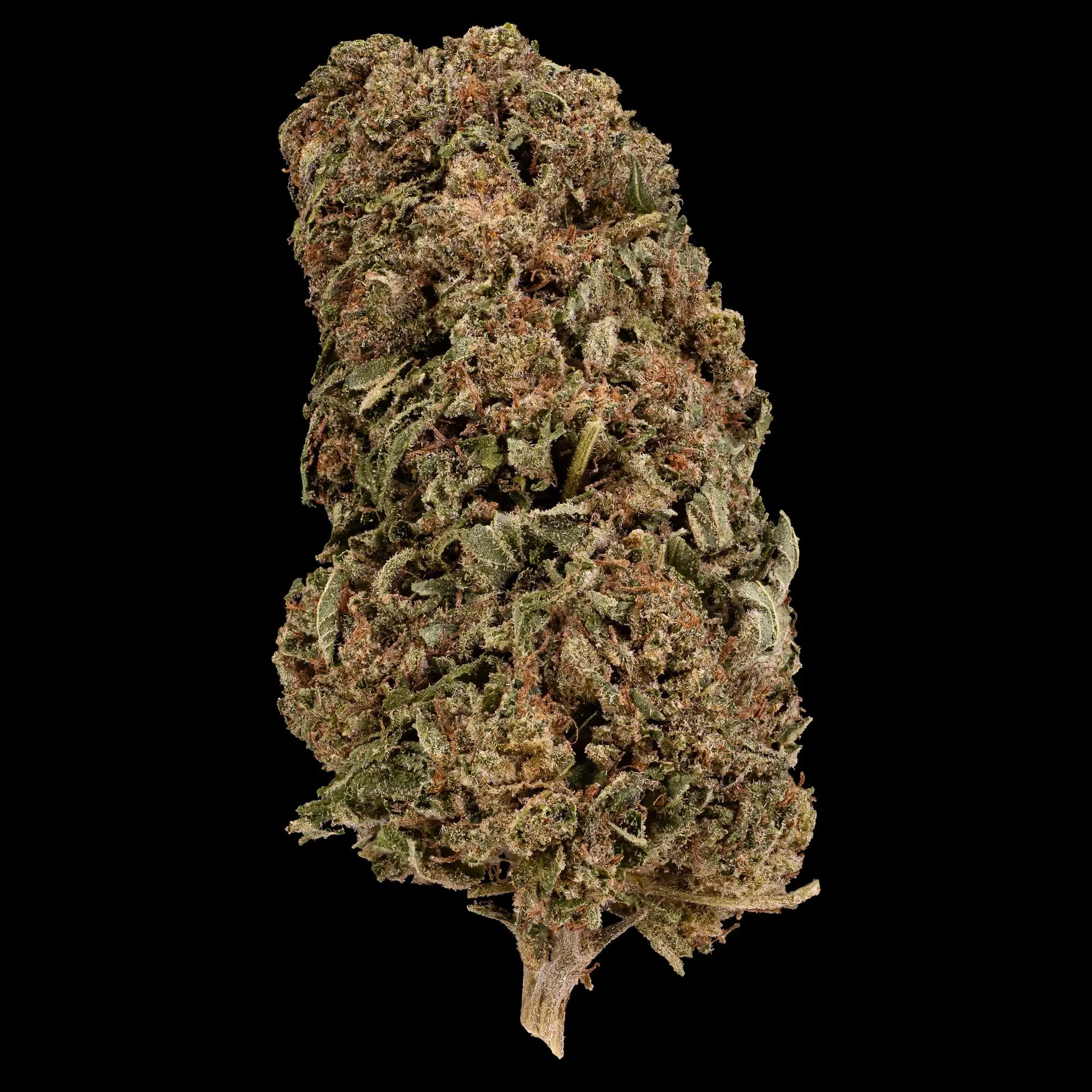 Cereal Milk 15% CBD flower grown in Spanish glasshouse with dense resin coverage