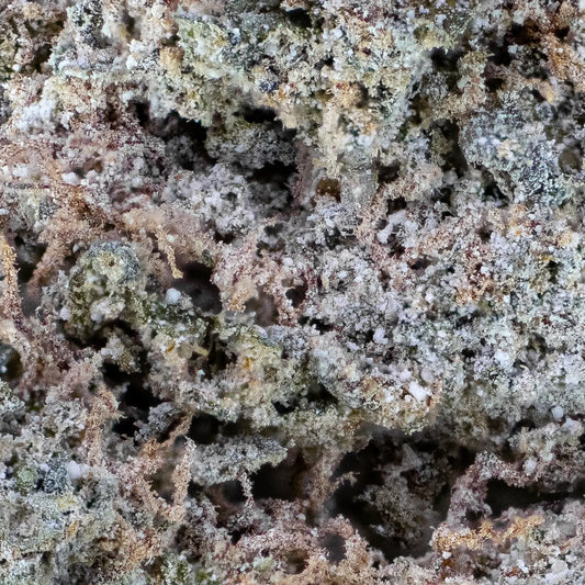 Cosmic Kush 23% THCA dyrket indoor i Italien. Tæt struktur, citrus & krydret terpeneprofil og <0,2% THC. 100% lovlig i EU. Hurtig & diskret levering.