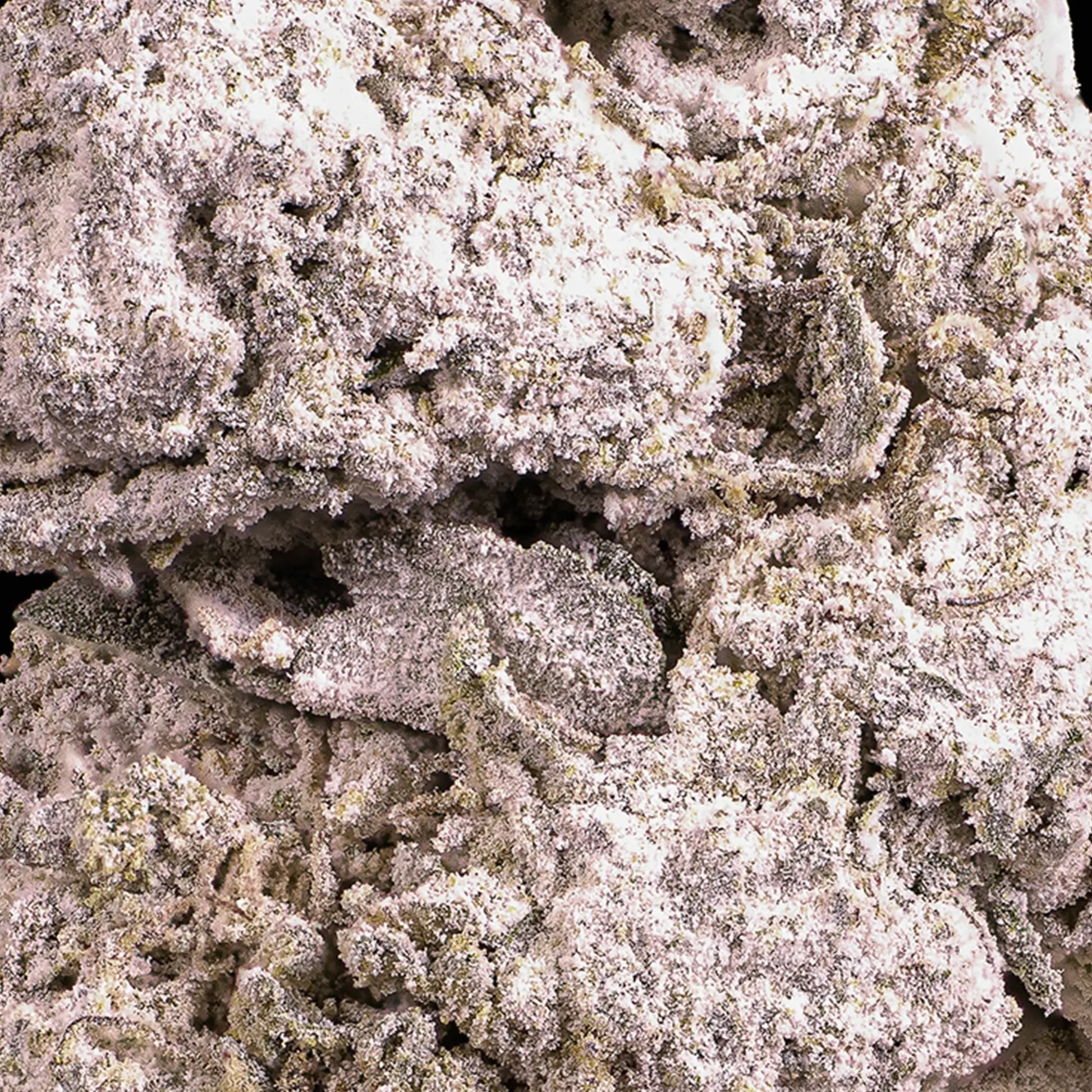 Close-up of Dank Sinatra THCA bud showing heavy resin structure and crystalline surface