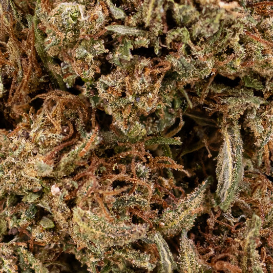 Close-up of Pineapple Express CBD bud showing trichome detail and citrus-toned structure