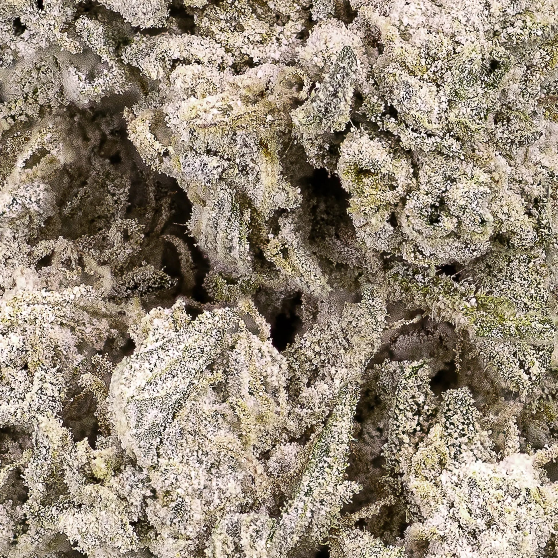 Close-up of Stockholm Special THCA bud showing dense structure and crystal detail