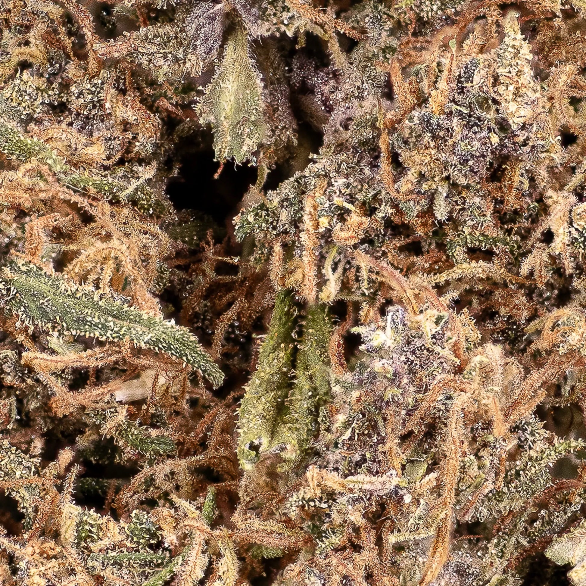 Close-up of Sundae Diver CBD bud showing trichome coverage and orange pistils