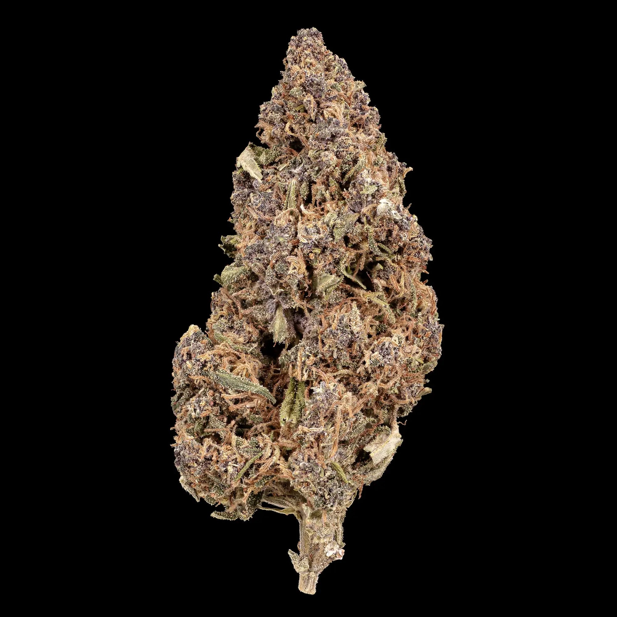 Sundae Diver 17% CBD flower grown in Spanish glasshouse with purple hues