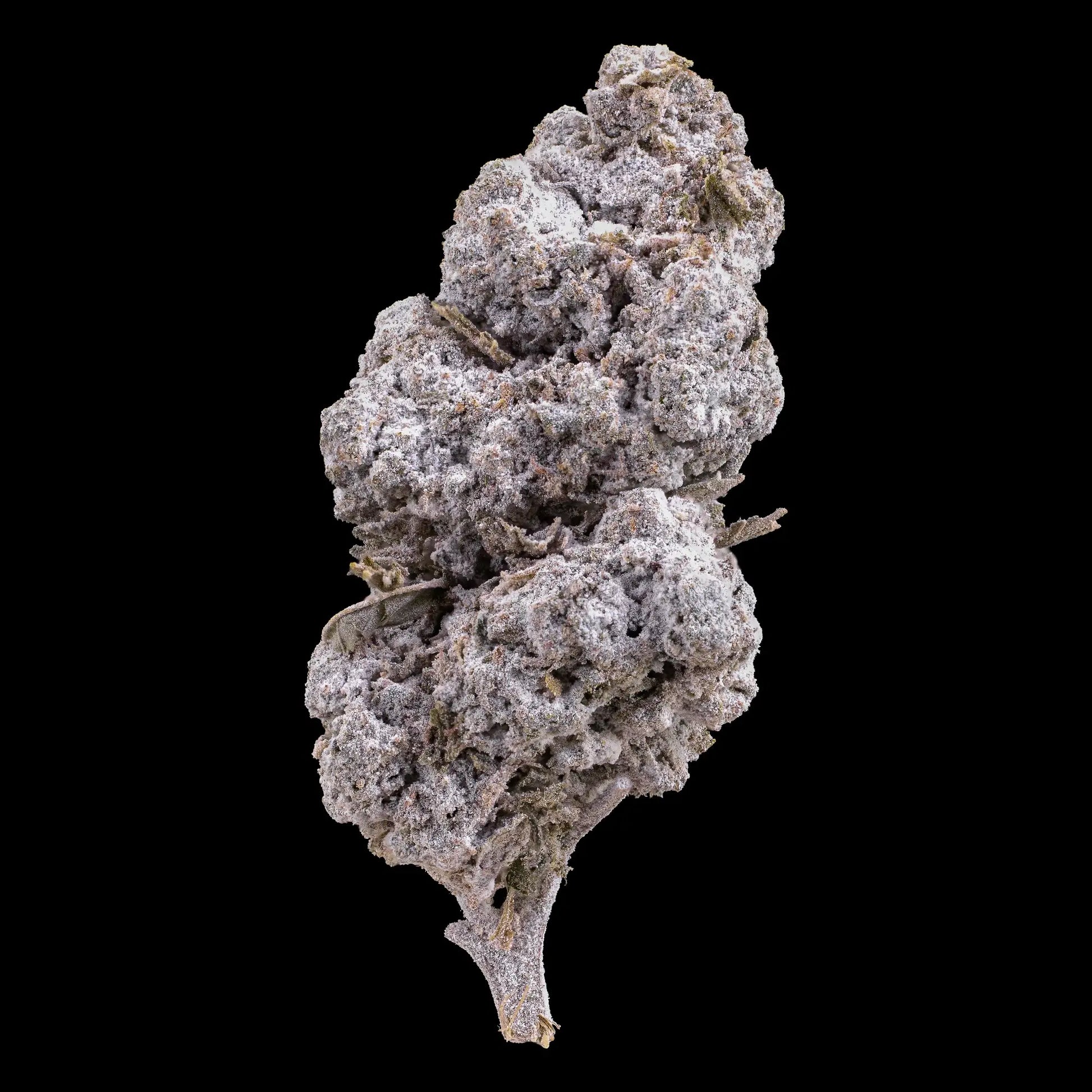Tiger King 24% THCA indoor flower with frosted crystal-covered surface