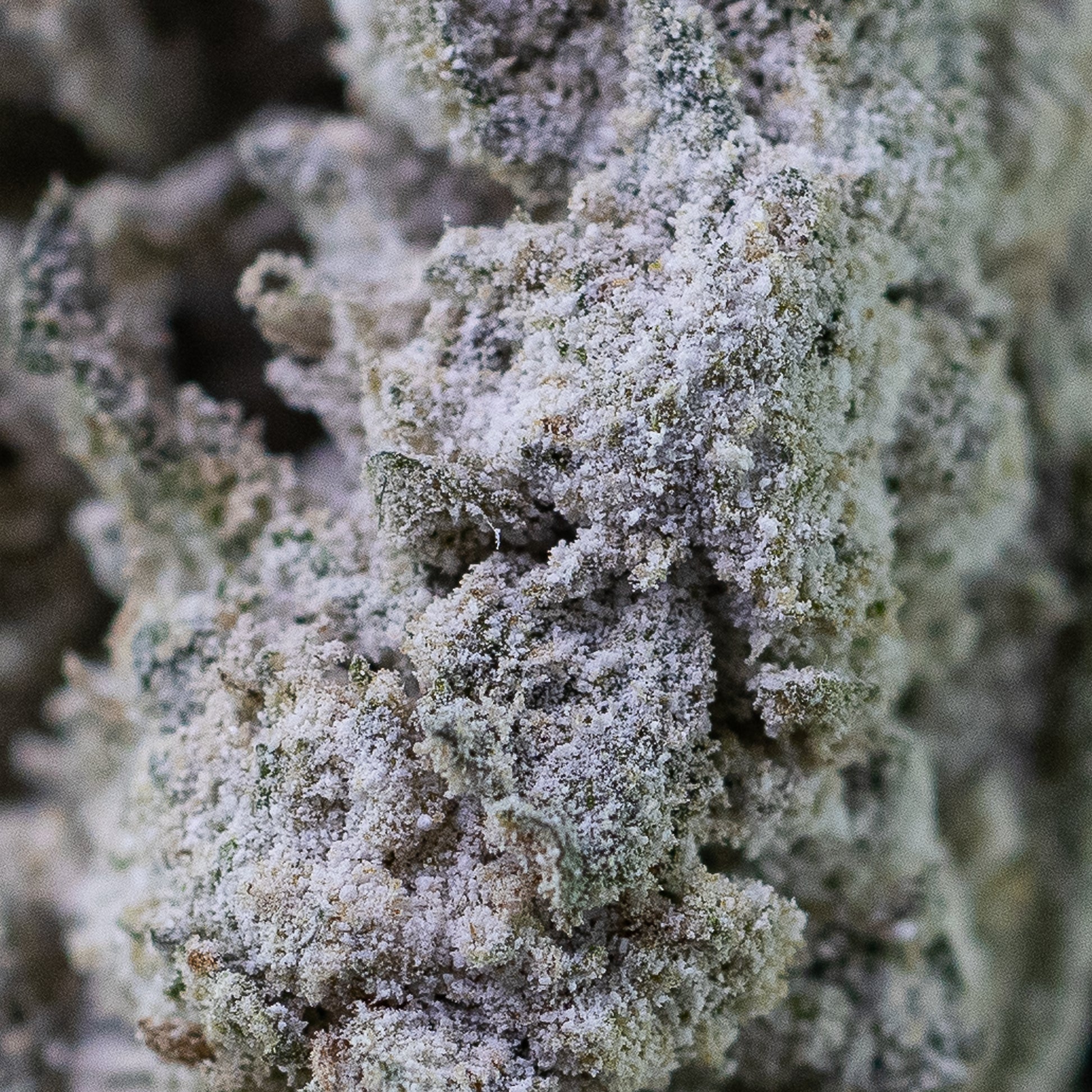 Makrobillede af Grandaddy Kush, der viser tæt trichomedækning og struktur på blomsten i detaljer.