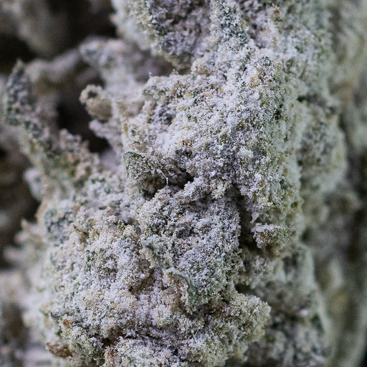 Makrobillede af Grandaddy Kush, der viser tæt trichomedækning og struktur på blomsten i detaljer.