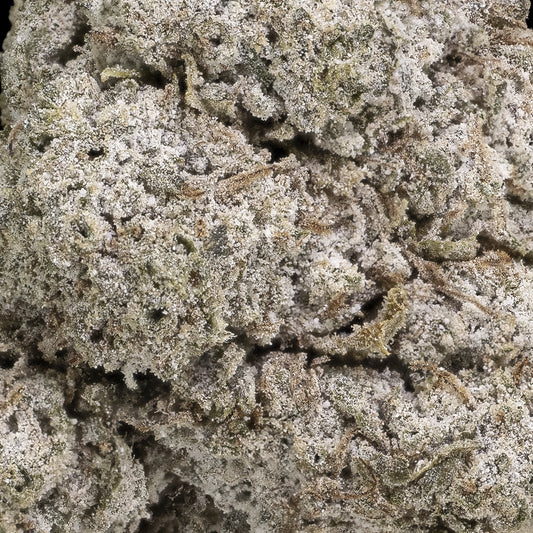 Nærbillede af N*1 Sativa topskud, dækket af tætte, glitrende trichomer og dybe grønne nuancer med perlemorsagtig overflade.