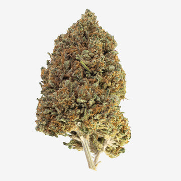 Et helt, kompakt Pineapple Express topskud med tydelige orange pistiller og frostede grønne blade, fotograferet mod en hvid baggrund.