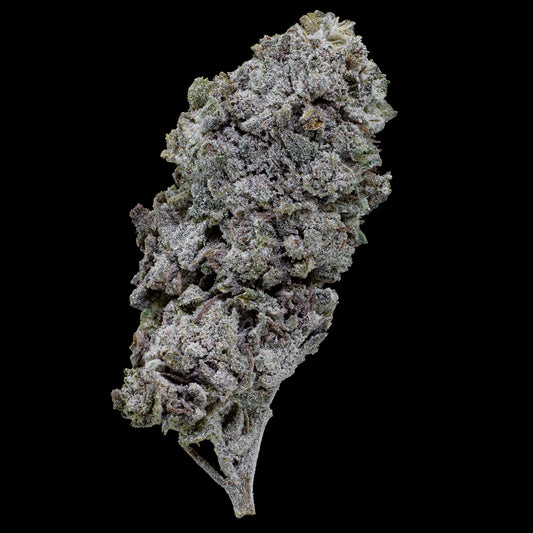 Snow Kush Glasshouse topskud med kompakt struktur, grønne og lilla nuancer samt tydelig THCA-trichom-dækning.